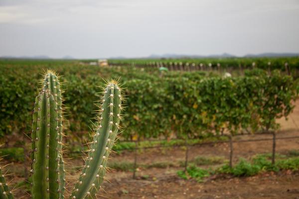Plantação de uvas irrigadas pelo Velho Chico